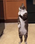 Dancin Cat.gif