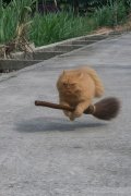 Cat on a broom.jpg Cat on a broom.jpg