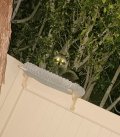 Raccoon.jpg Raccoon.jpg