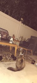 Raccoon & Cat.jpg Raccoon & Cat.jpg