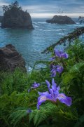 A wild iris on the Oregon Coast.jpg A wild iris on the Oregon Coast.jpg