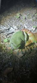 Green Tree Frog.jpg Green Tree Frog.jpg