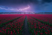 Tulip field (Albert Dros).jpg Tulip field (Albert Dros).jpg