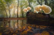 Swamp of Shrooms by Albert Dros.jpg Swamp of Shrooms by Albert Dros.jpg